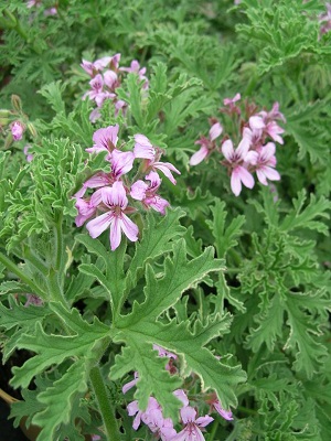 Pelargonium Aroma Citrus